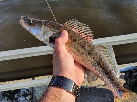 Hunte (Huntebrück)-3