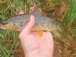 Valme (Heringhausen)