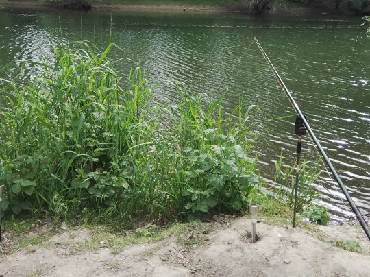 Lingenfelder Altrhein-4