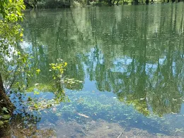 Lingenfelder Altrhein