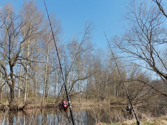 Zwickauer Mulde (Waldenburg) angeln