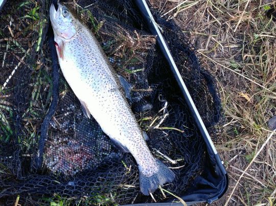 Zwickauer Mulde (Waldenburg)-2