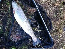 Zwickauer Mulde (Waldenburg)-2