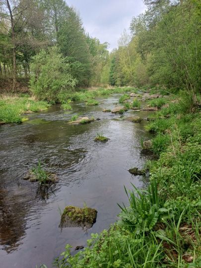 Zschopau (Zschopau)-3