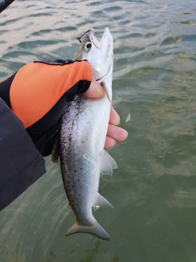 Ostsee (Behrensdorf)-2