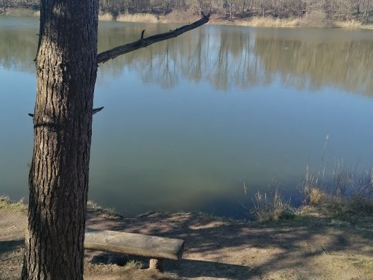 Surheider Baggerkuhle-3