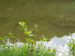 Dannenfelser Mühle-4