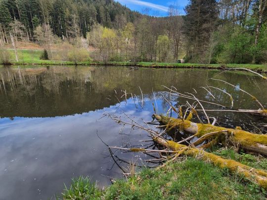 Gabrielenweiher (Ehlenbogen)-2