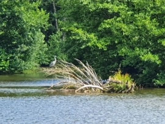 Gabrielenweiher (Ehlenbogen)-1