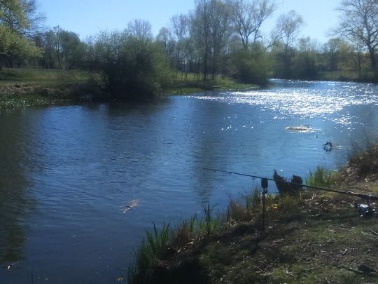 Spree (Kossenblatt)