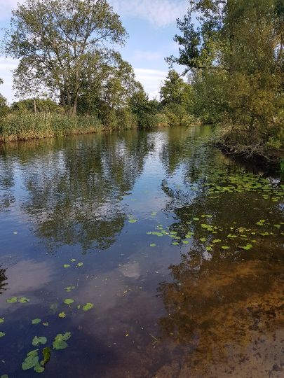 Spree (Kossenblatt)-4