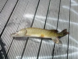 Torfstich Marzahner Fenn