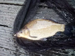 Torfstich Marzahner Fenn-1