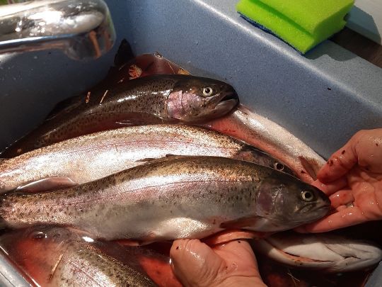 Sonderhamer Weiher-1