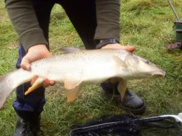 Donau (Saal an der Donau)-2