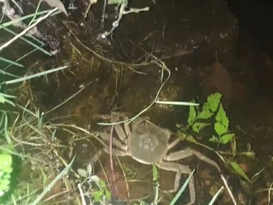 Sparrieshoop (Freudenthaler See)-2