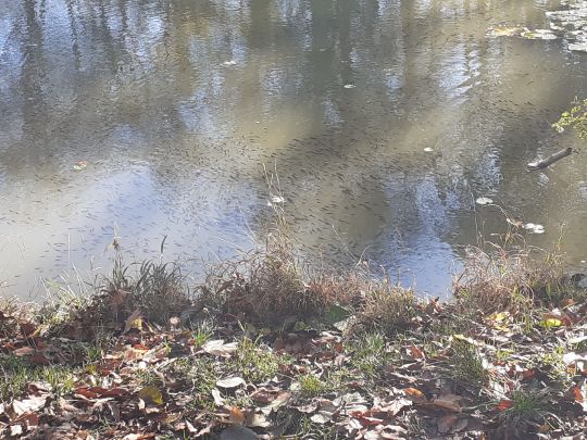 Rieth (Schkortleben)-1