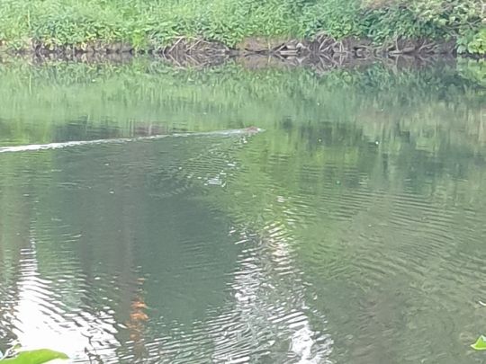 Werre (Bad Oeynhausen)-1