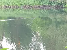 Werre (Bad Oeynhausen)-1