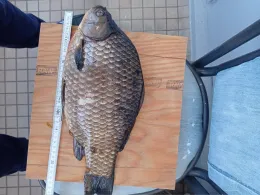 Krumme Lanke (Rangsdorf)-3