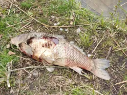 Schloßsee Wrangelsburg-2