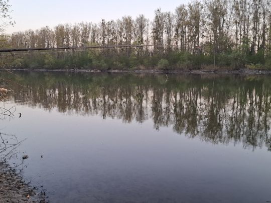 Rußheimer Altrhein-3