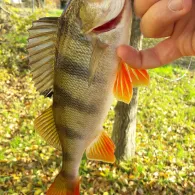 Große Röder (Gröditz)-1