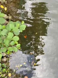 Spee'scher Graben (Düsseldorf)-2