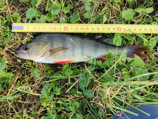 Tollense (Altentreptow)-2