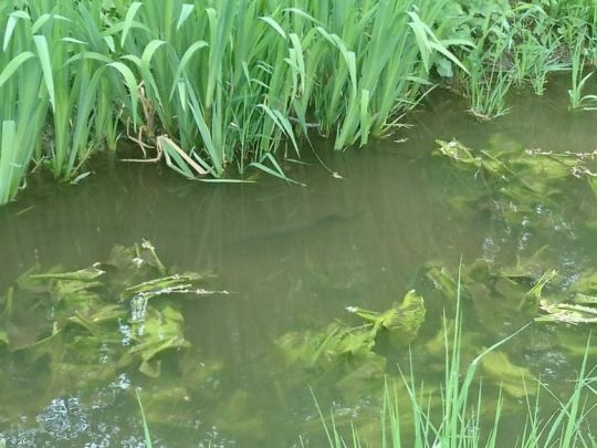 Längenmühlbach (Neuburg/Donau)