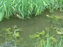 Längenmühlbach (Neuburg/Donau)