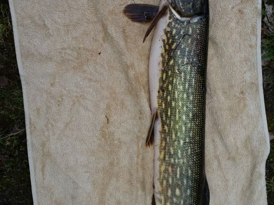 Hohler See (Rüdersdorf)