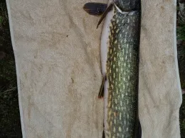 Hohler See (Rüdersdorf)