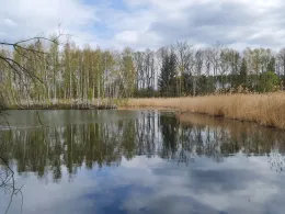 Hirschteich (Kolkwitz)