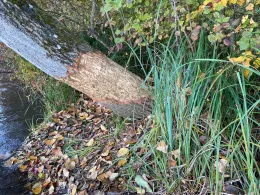 Kieswerk Uhl (Breisach)-2