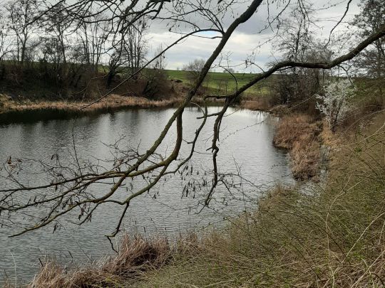 Pfütze (Tollwitz)-4