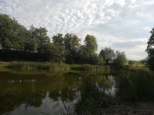 Pfütze (Tollwitz)-3