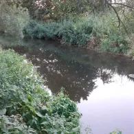 Westaue (Wunstorf)-1