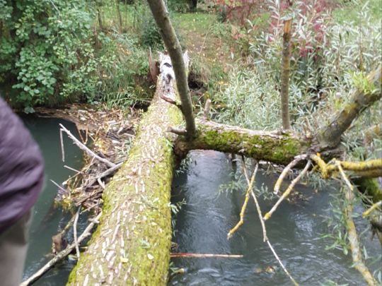 Ilm (Pfaffenhofen an der Ilm)-0