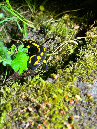 Nied (Hemmersdorf)-1