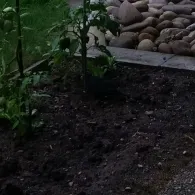 Neckar (Bad Friedrichshall)