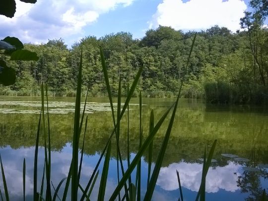 Mühlenbecker See angeln