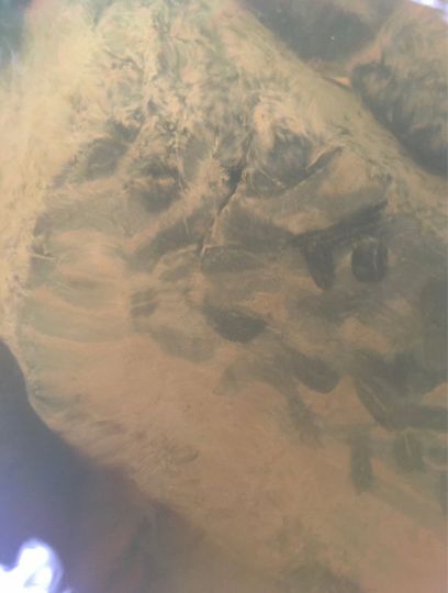 Pfreimd (Leuchtenberg)-3