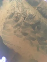 Pfreimd (Leuchtenberg)-3