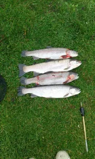 Angelseen Bissenmoor (Teich 2)