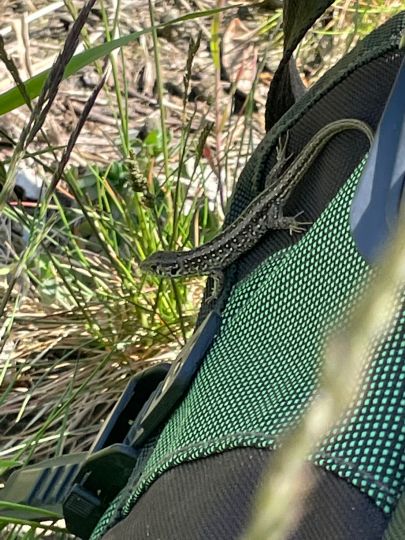 Mittellandkanal (Calvörde)-4