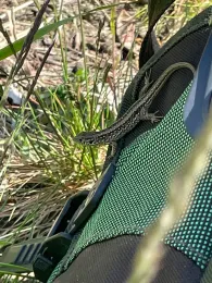 Mittellandkanal (Calvörde)-4