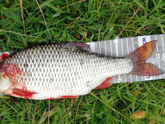 Brautsee (Schleswig)-2