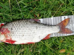 Brautsee (Schleswig)-2