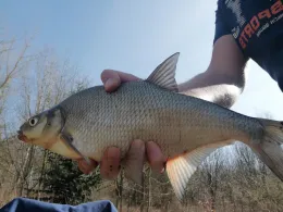 Kiesgruben Herrenhof-1